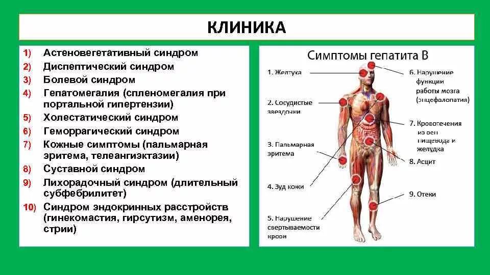 Как проявляется гепатит с у мужчин. Синдромы гепатита. клинические симптомы гепатита в. симптомы хронического гепатита. основные клинические симптомы гепатита б.