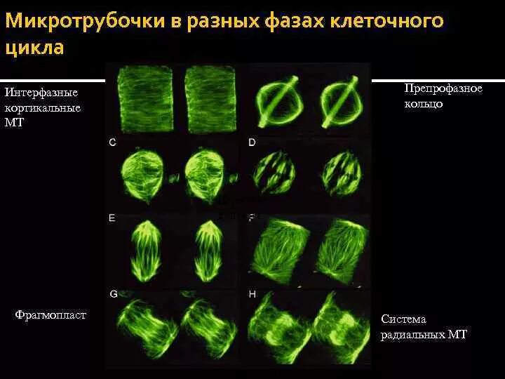 Строение микротрубочек в клетке. Строение и функции микротрубочек. Микротрубочки строение и функции. Схема строения микротрубочки. Структуры веретена деления эукариотической клетки.