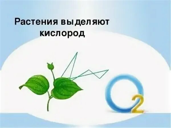 Растения кислород