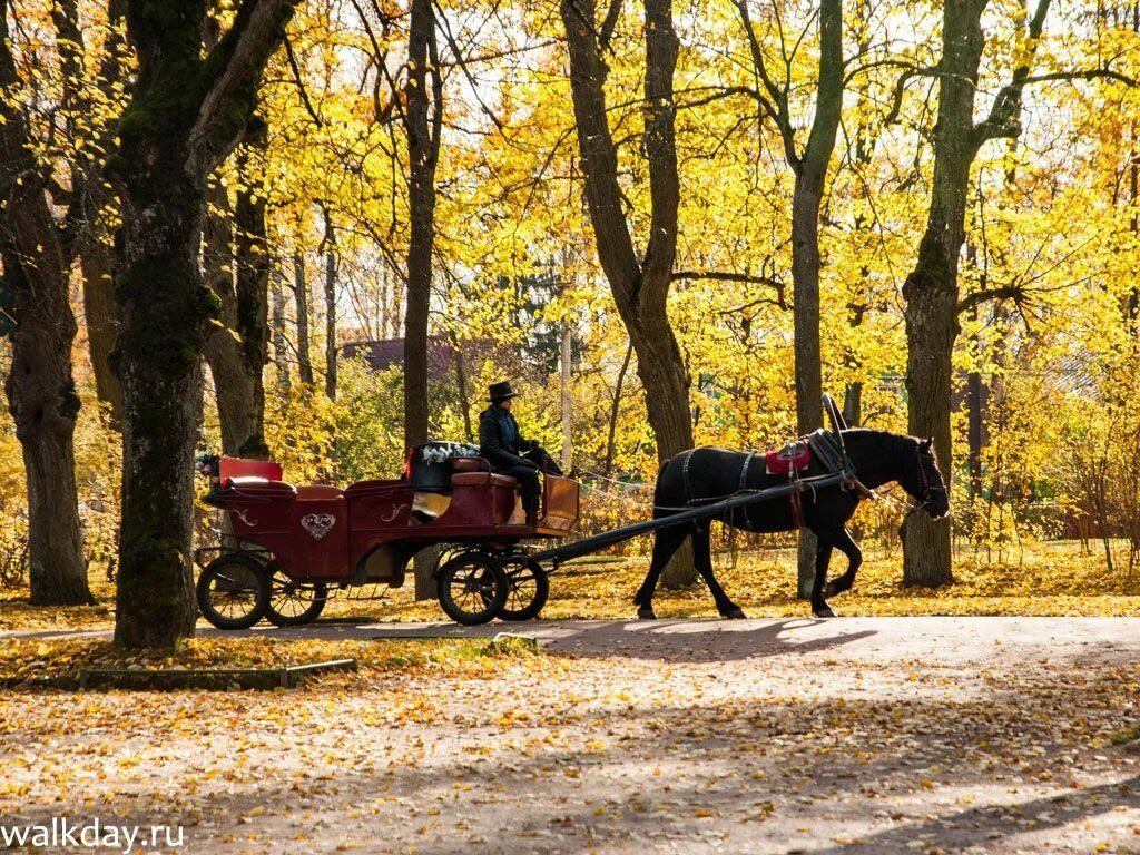 Лошадка в парке. Аткарск карета парк. Осень в карете. Лошадь в парке. Осенняя карета.