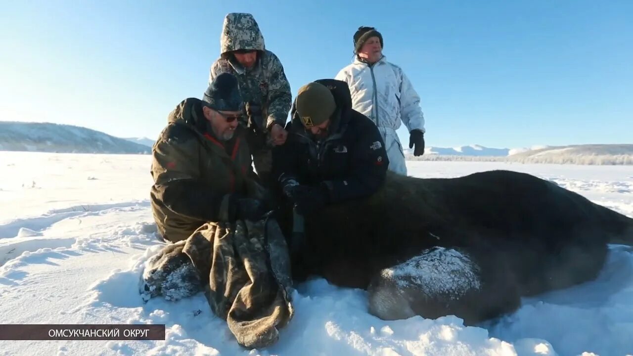 Крайнем северо востоке. Дикие животные Бурятии. Косатка крайнего севера.