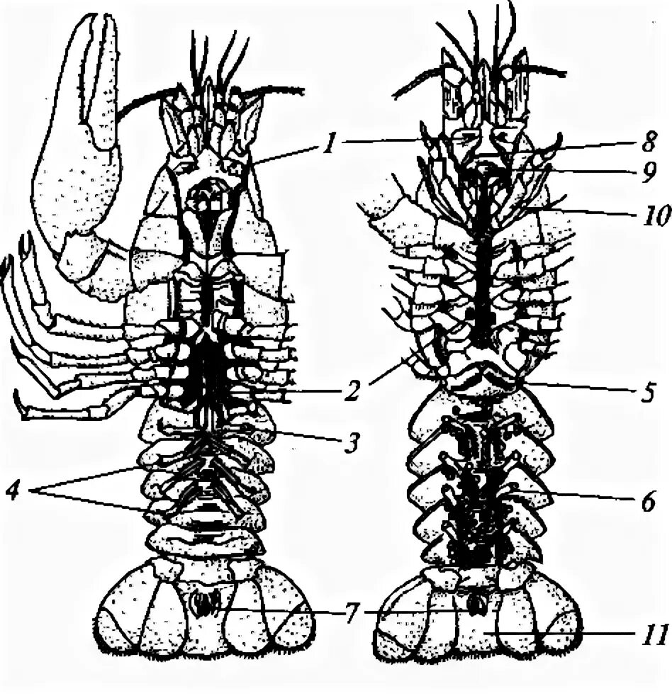 Внутреннее строение речного. Зарисовать внутреннее и внешнее строение речного рака.. Ракообразные самка и самец. Внутреннее строение ракообразных. Половые ноги у ракообразных.