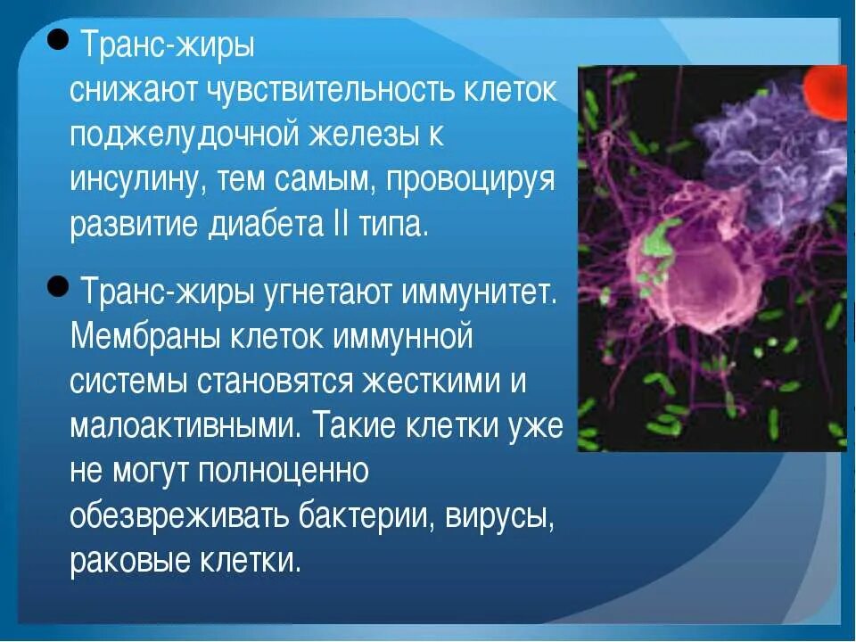 Осуществляют питание клетки. Питание для клеток организма. Питание клетки. Строение чувствительной клетки. Презентация на тему клетки иммунной системы.