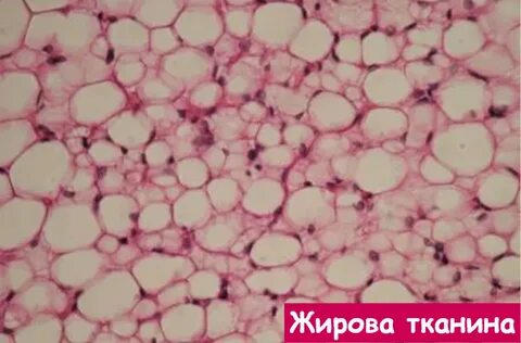 Жир под микроскопом