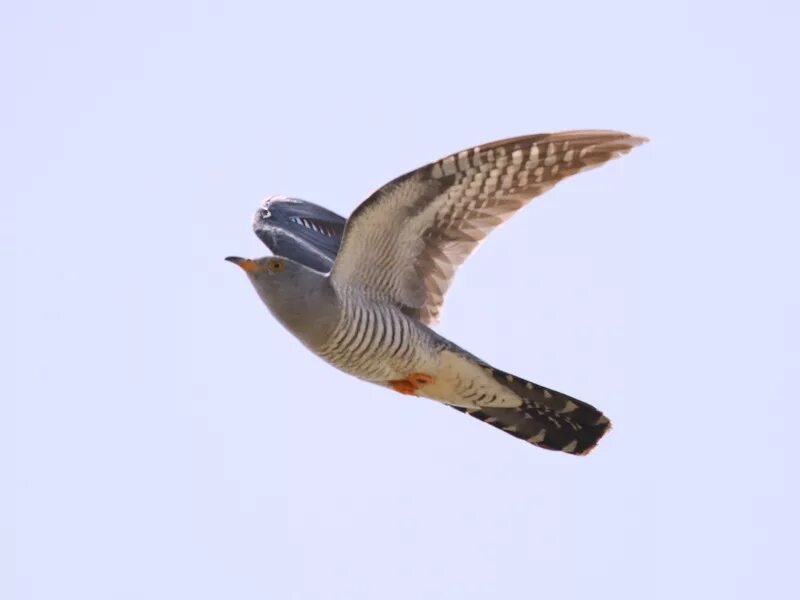A Bird’s Epic Migration Stuns Scientists and Wins Online Fans WIRED