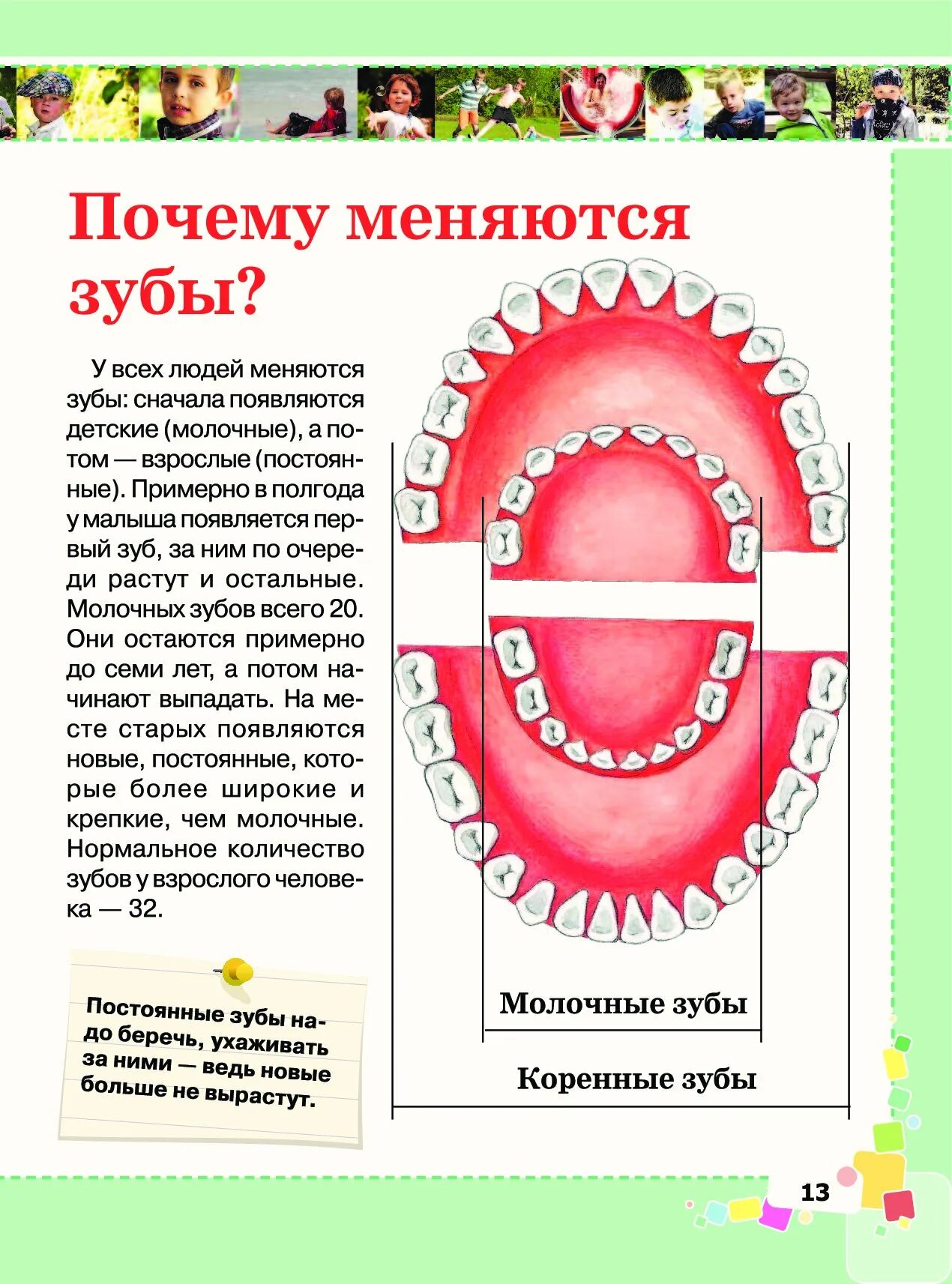 Когда меняются молочные зубы. Коренные зубы меняются. смена зубов на постоянные. какие зубы выпадают. какие молочные зубы меняются.