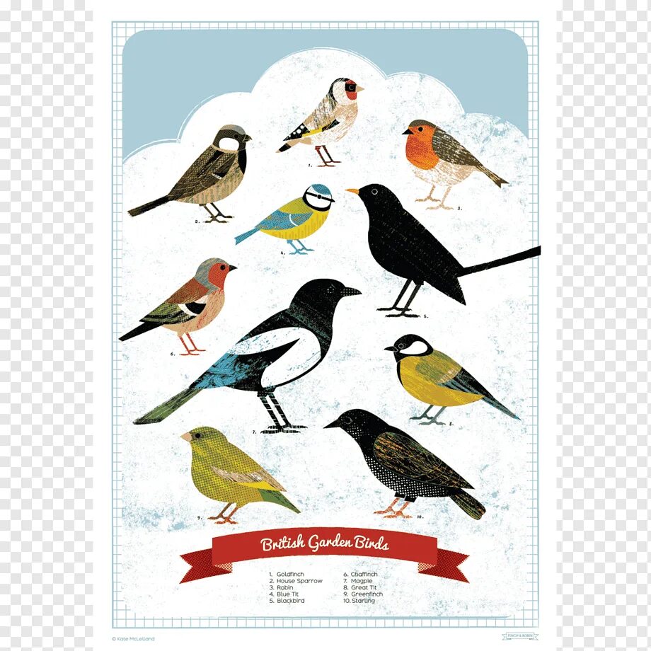 Постеры с изображением птиц. Плакат с изображением птиц. Городские птицы. Птицы плакат для дошкольников.