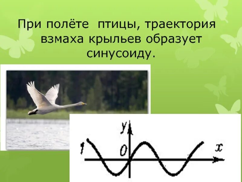 Траектория взмаха крыльев птицы. При полёте птицы Траектория взмаха крыльев образует синусоиду.. Полет птицы тригонометрия. Траектория полета крыльев птиц. Методы полет птицы