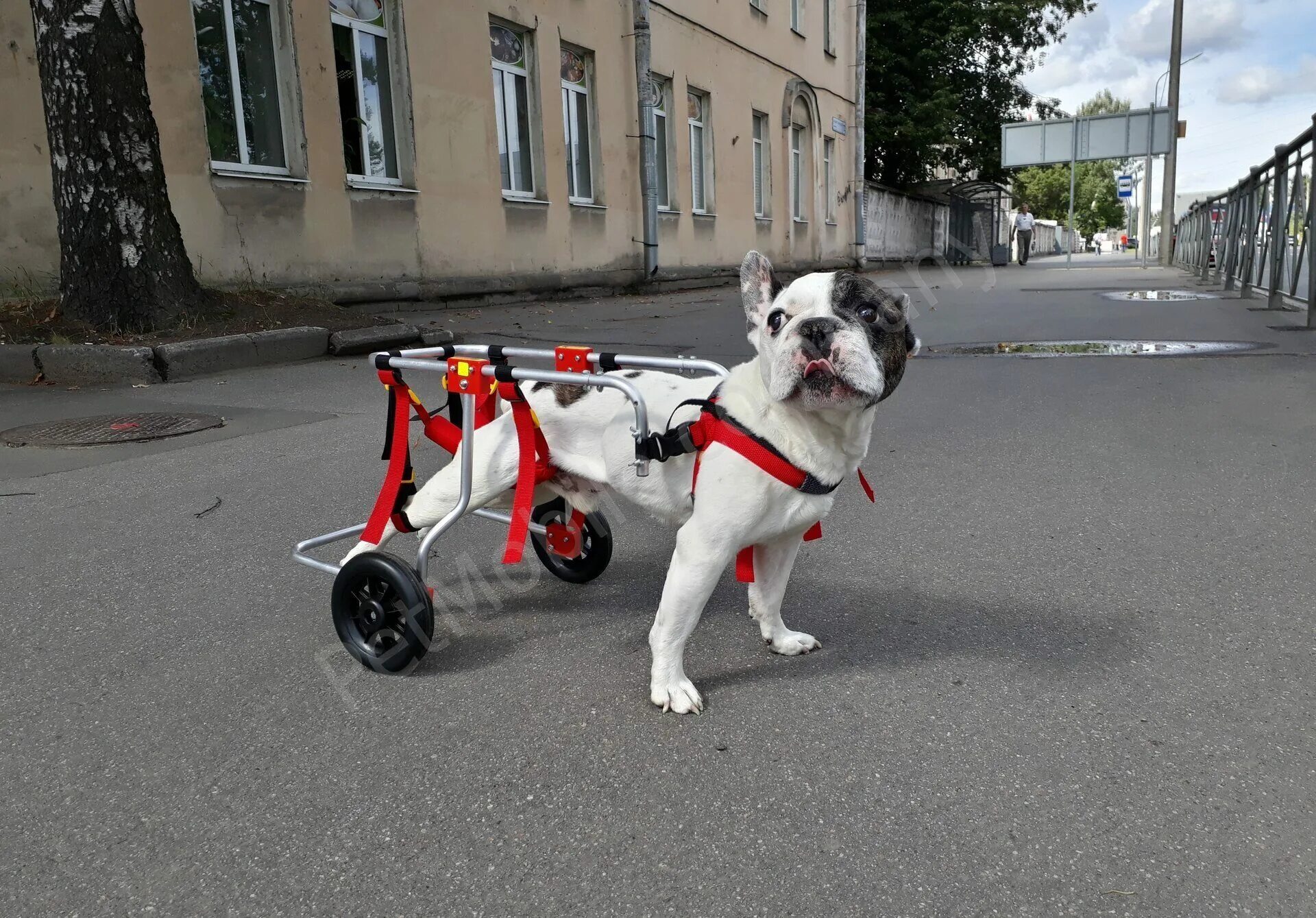 Pet mobile. Коляска тележка для животных. Инвалид (коляска or тележка) для (кошек or животных). PETMOBILE@ru.