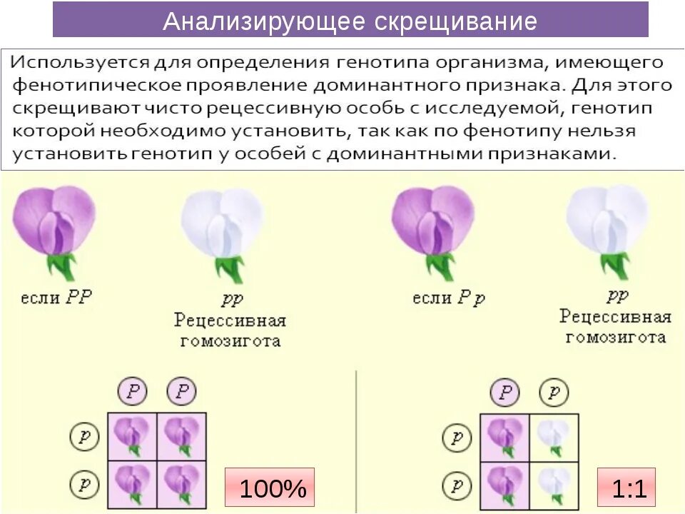 Родительские формы чистые линии. Анализирующее моногибридное скрещивание 1:1:1:1. Генетика моногибридное скрещивание. Анализирующее скрещивание закон Менделя. Моногибридное скрещивание анализирующее скрещивание.