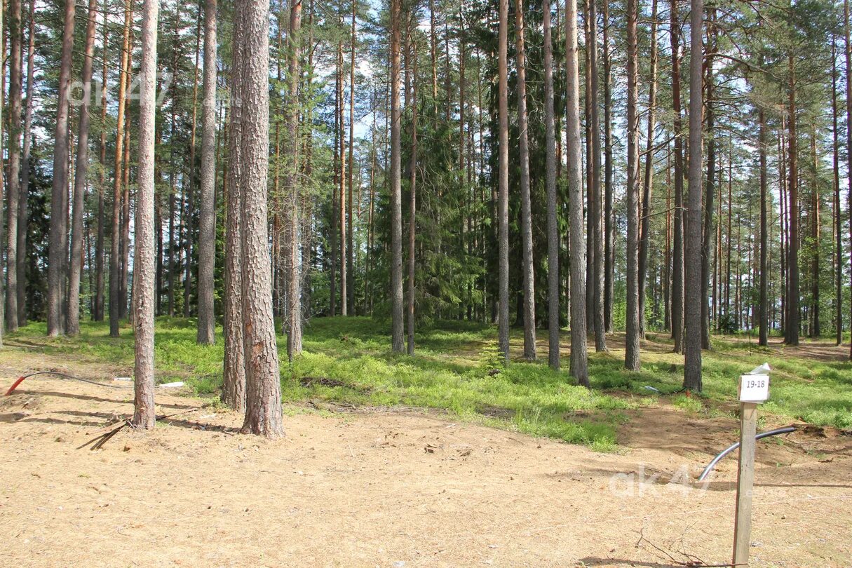 Волшебное озеро Лемболово. Лемболово Сосновый Бор. Волшебное озеро коттеджный поселок. Озеро волшебное Ленинградская область. Поселок озеро участки