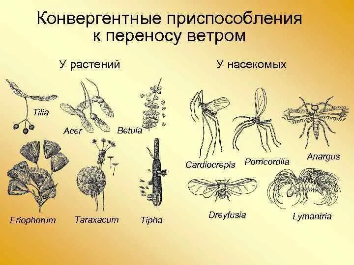 Какие растения переносятся ветром. Анемохорные растения примеры. Анемохория у растений. Адаптация растений к ветру. Анемохория характерна для.