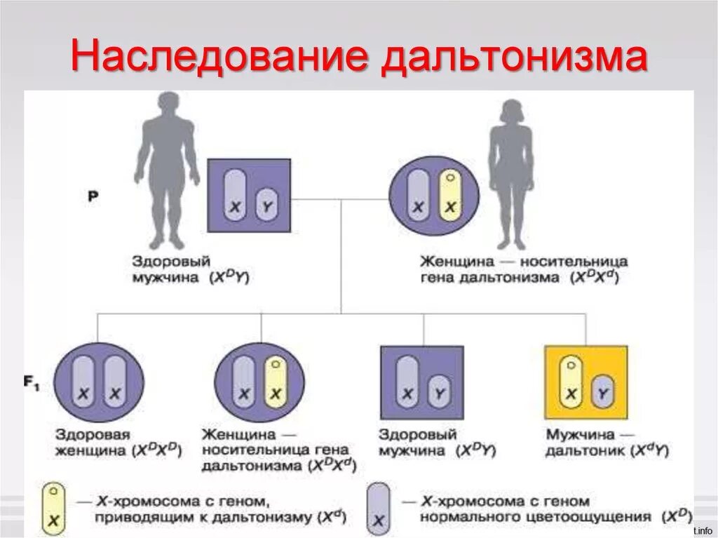 Дальтонизм Тип наследования аутосомно. Передача дальтонизма по наследству схема. Дальтонизм генетика Тип наследования. Дальтонизм Тип наследственного заболевания. Поставляет наследственный