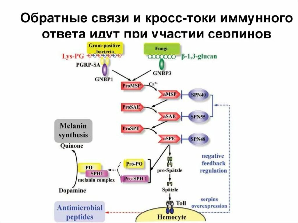 Наличие иммунного ответа. Схема иммунного ответа. Упрощенные схемы иммунного ответа. Классическая схема иммунного ответа. Модуляция иммунного ответа.