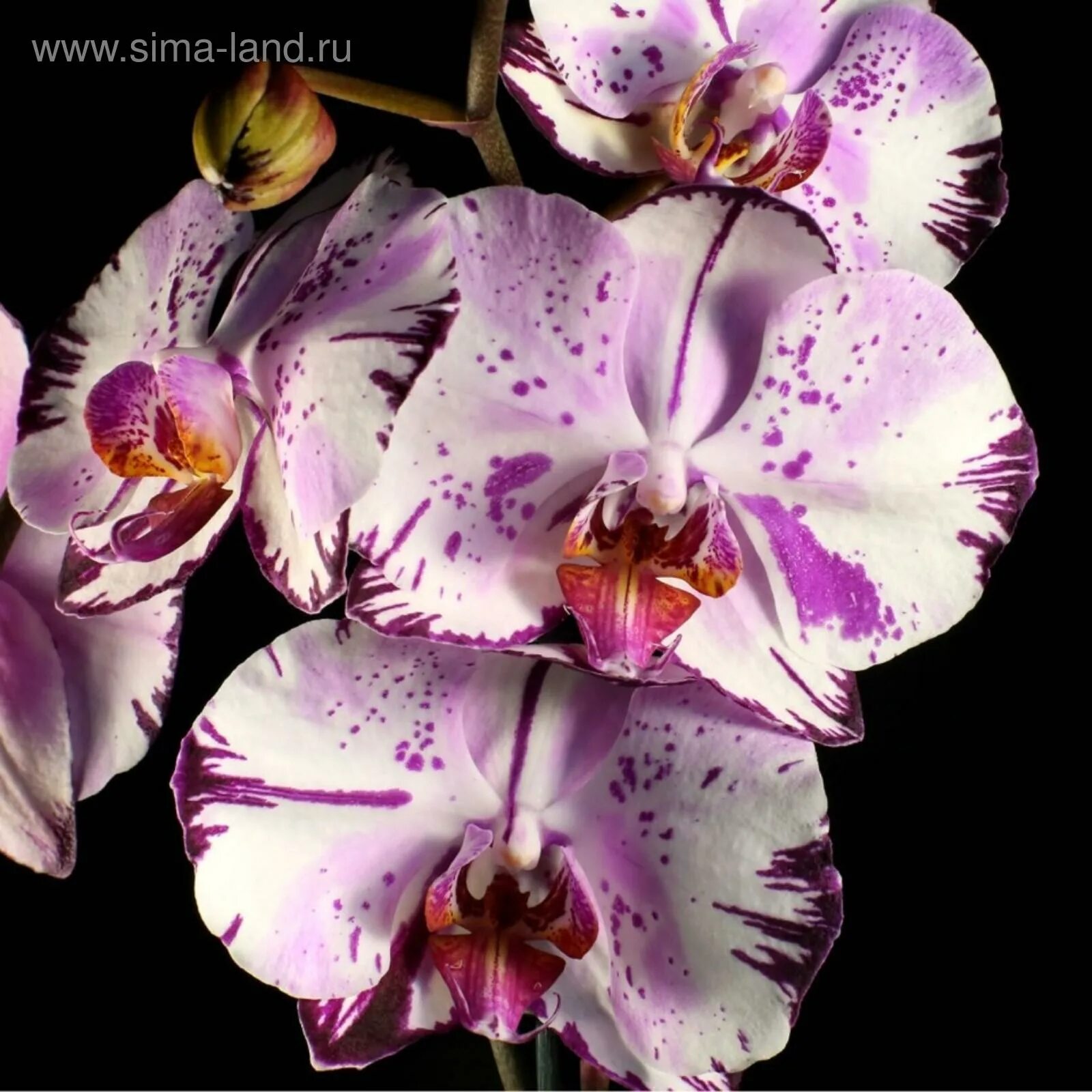 A Peloric Phalaenopsis Magic Art Orchid flower, Phalaenopsis, Phalaenopsis orchi