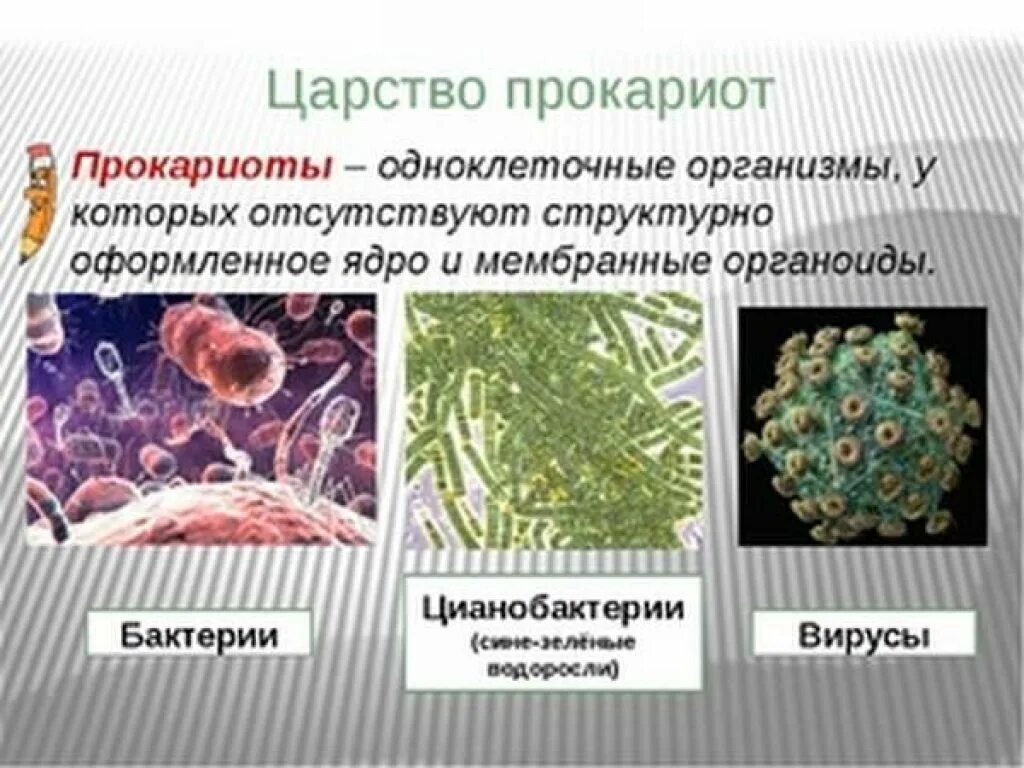 Царство бактерий водоросли. Прокариоты примеры. Одноклеточные прокариоты. Прокариотические организмы. Организмы относящиеся к бактериям.