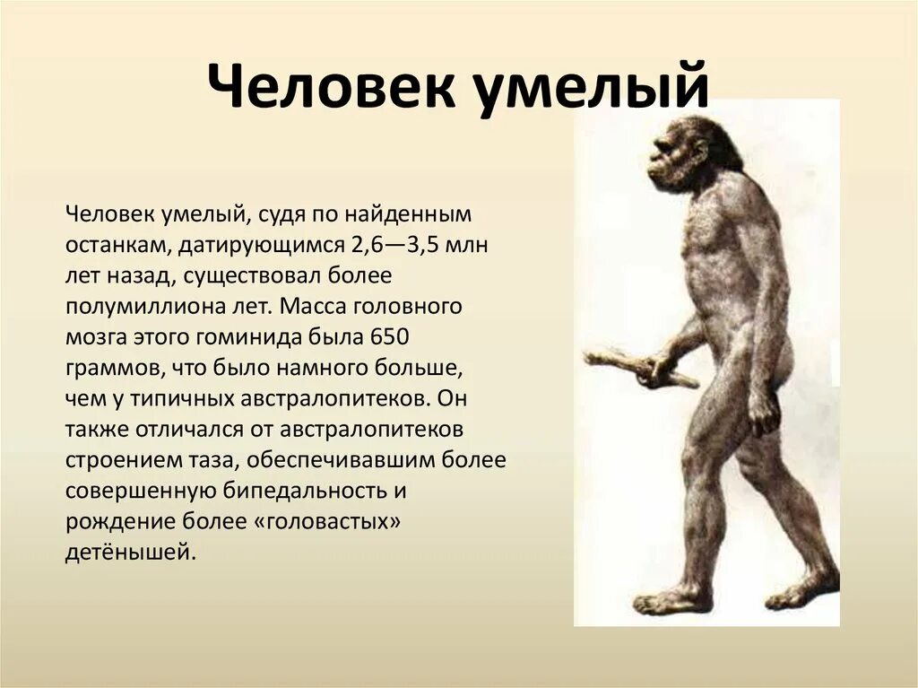 Человек умелый кратко. Homo habilis характеристика. Человек умелый и прямоходящий таблица. Эволюция человека homo habilis. Человек умелый и человек прямоходящий характеристики.