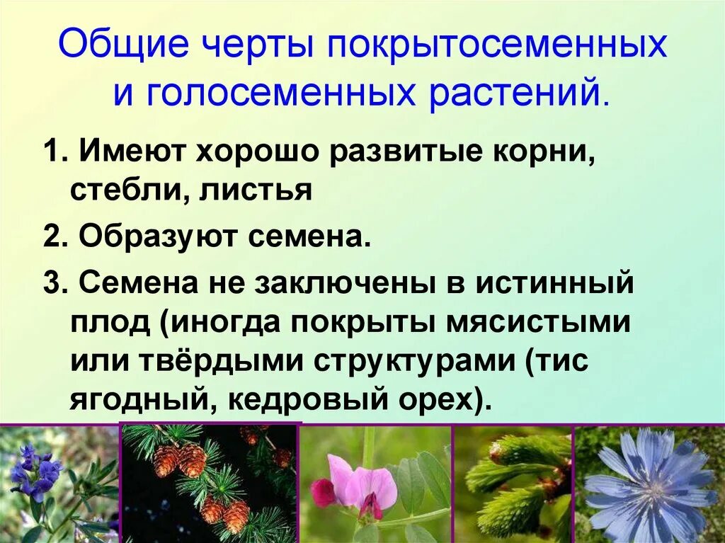 Сколько покрытосеменных. Общие черты голосеменных и покрытосеменных. Характеристика покрытосеменных растений. Общая характеристика голосеменных и покрытосеменных. Основные черты покрытосеменных.