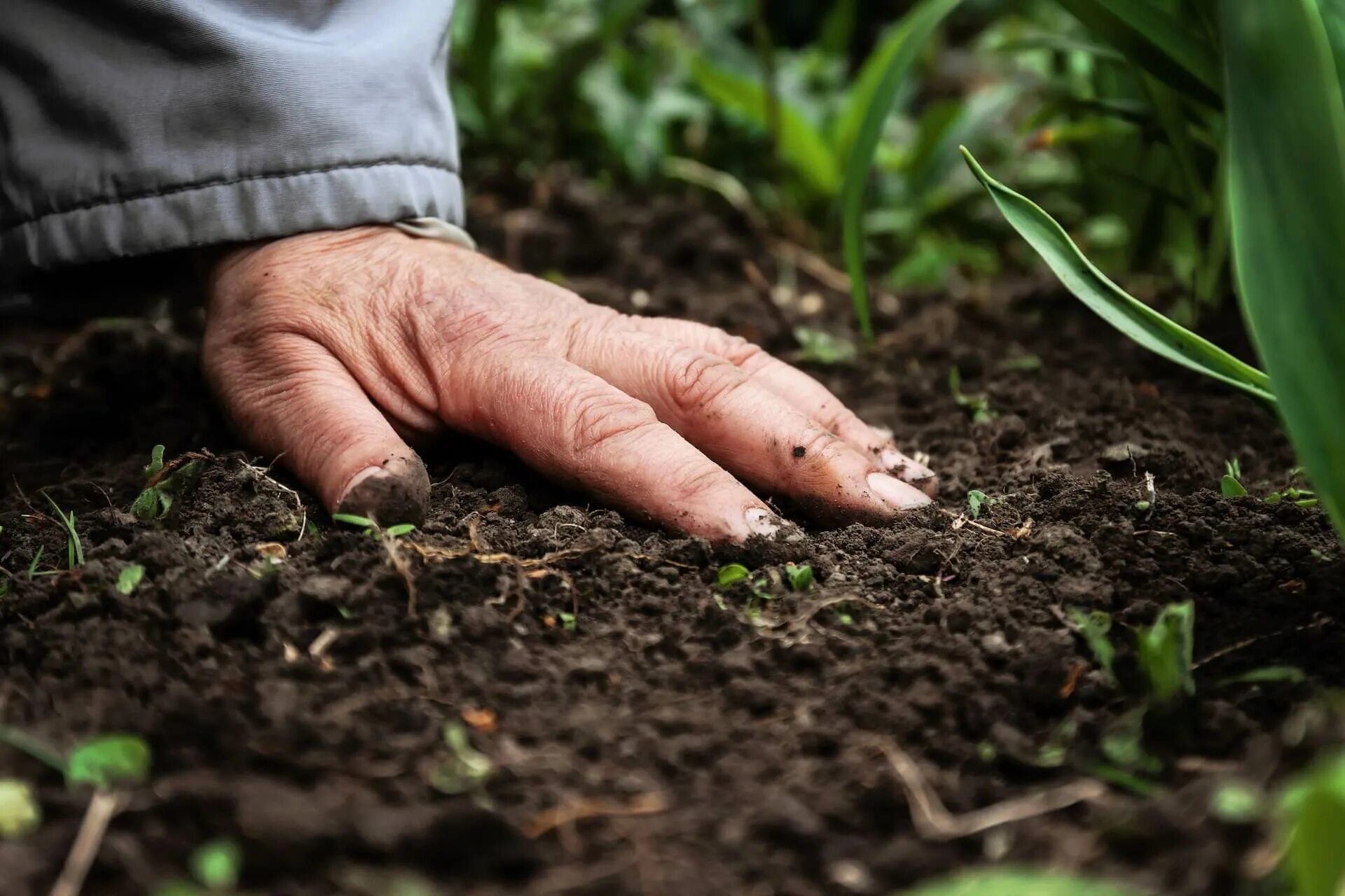 Organic fertilizer