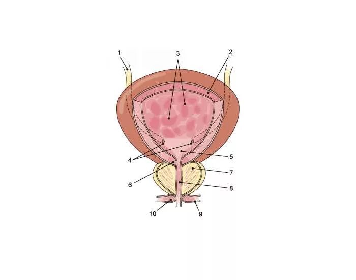 Осмотр мочевого пузыря латынь. Мочевой пузырь анатомия. Мочевой пузырь анатомия человека. Женский мочевой пузырь анатомия. Строение мочевого пузыря.