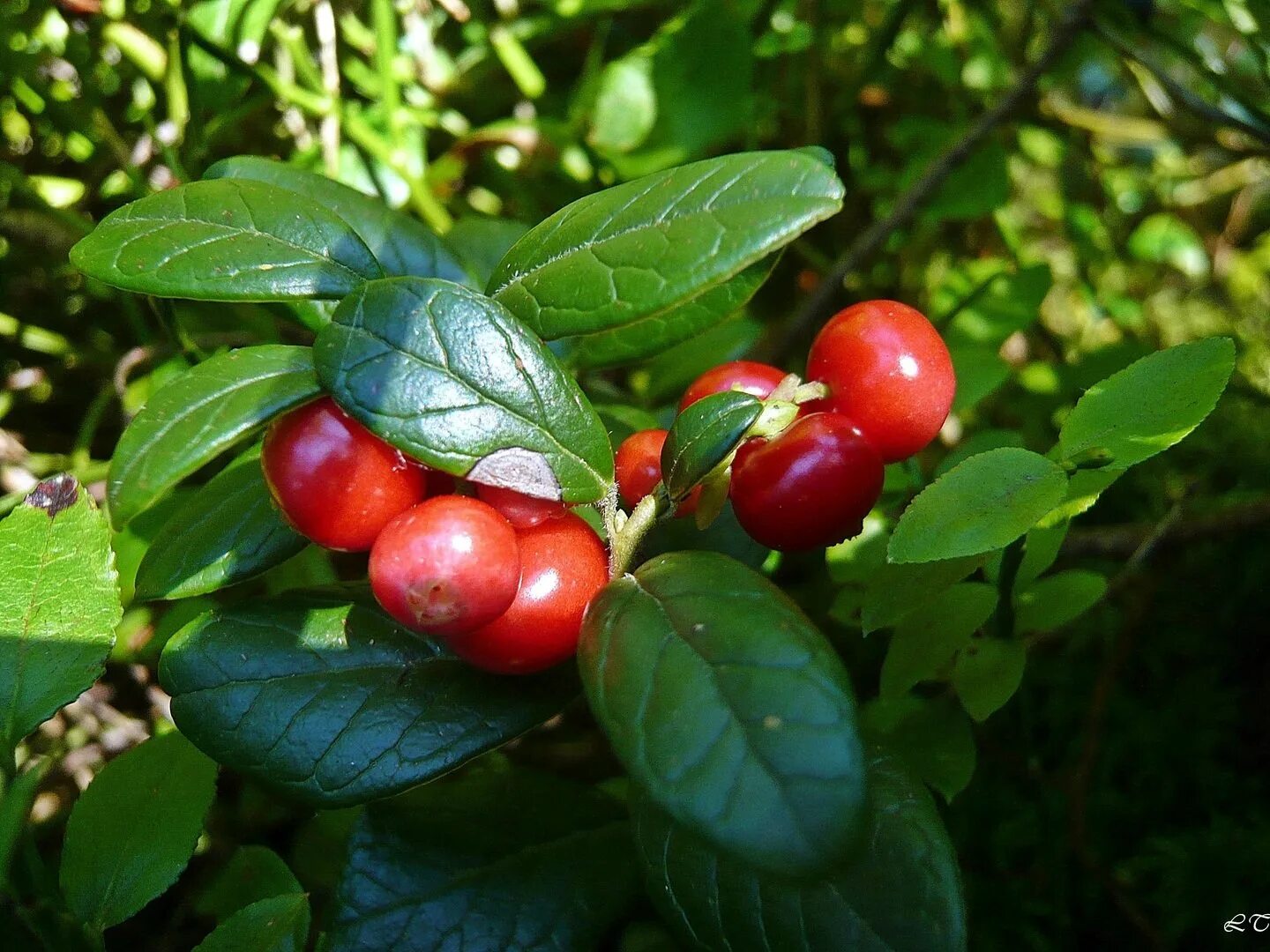 Распространение ягоды. Брусника (vaccinium vitis-idaea). брусника костяника ягода. брусника (rhodococcum vitis-idaea),. брусника обыкновенная ягоды.