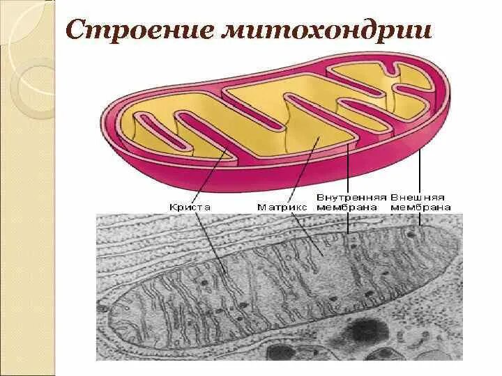 Функции митохондрии в растительной клетке. Цитоплазма митохондрии. Функции митохондрий в животной клетке. Записать строение митохондрии