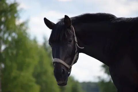Лошадь ждет