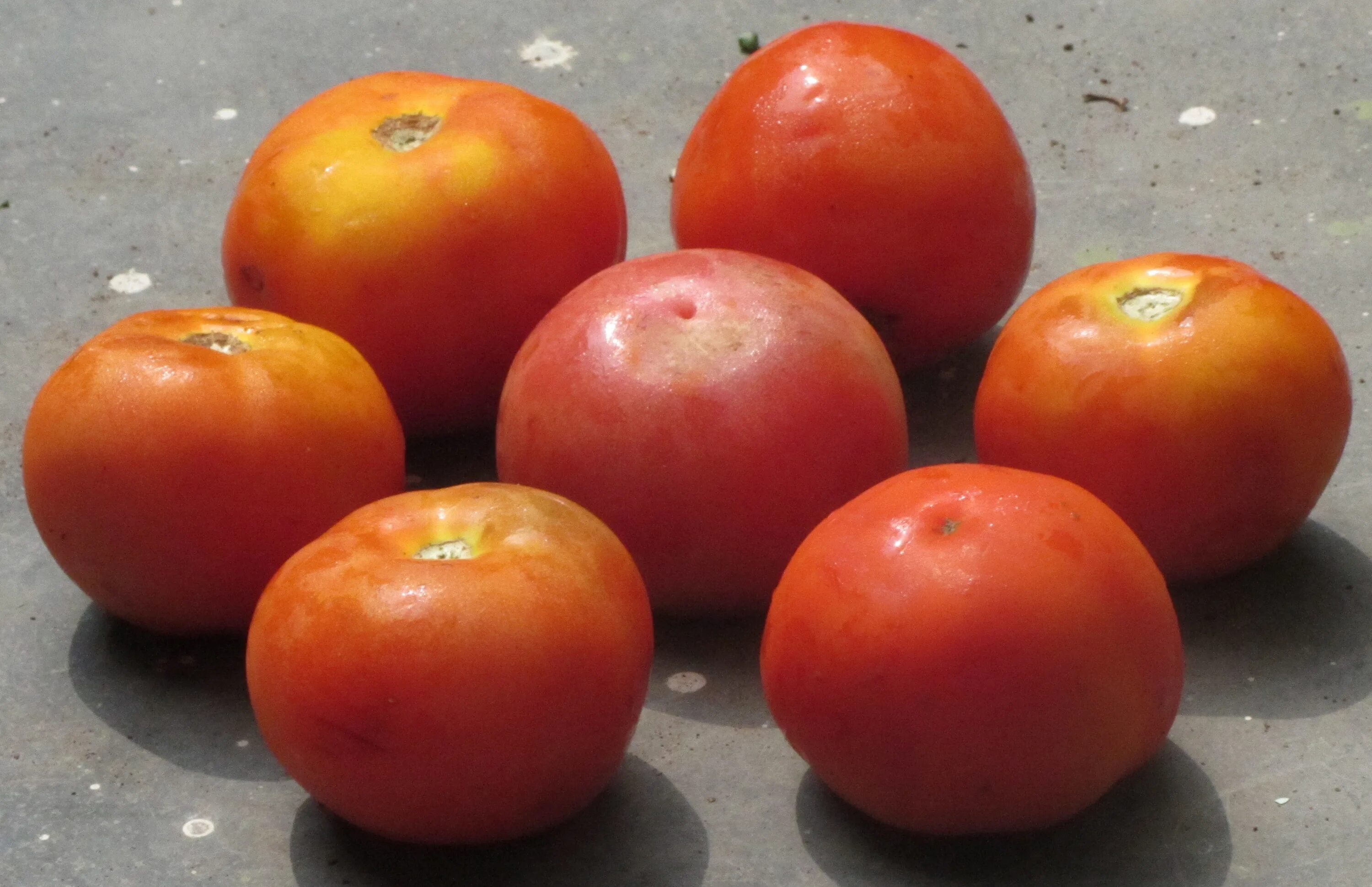 помидоры апельсин. томат амана оранж. помидоры апельсин. томат донецкий апельсин. томат оранжевый апельсин.