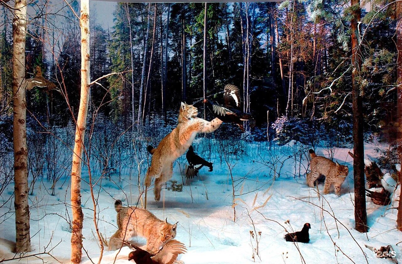 рысь охотится на зайца. рысь кунак. рысь шлепа. охота на рысь зимой. рысь обыкновенная на охоте.