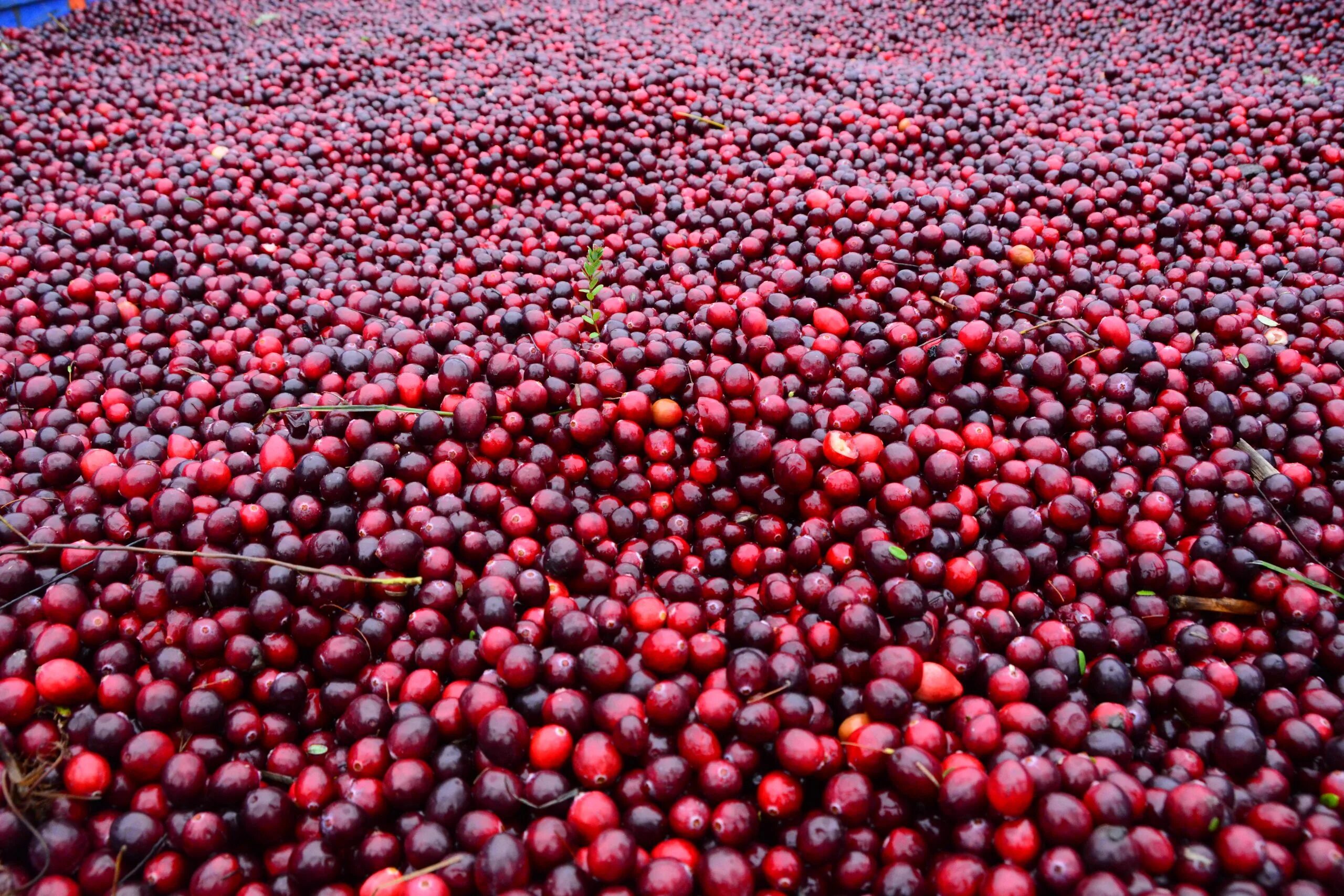 Cranberries ягода. Клюквенные плантации в костроме мисково. Влажность клюквы. Клюква мелкоплодная. Клюква и брусника.