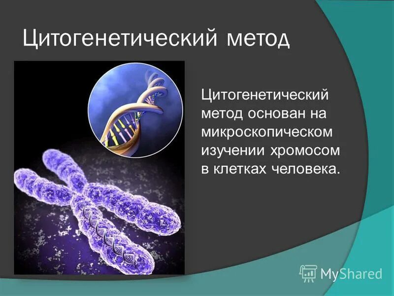 цитогенетический метод изучения наследственности человека. цитогенетический метод. цитогенетический метод изучения наследственности. цитогенетический метод. методы изучения кариотипа человека.