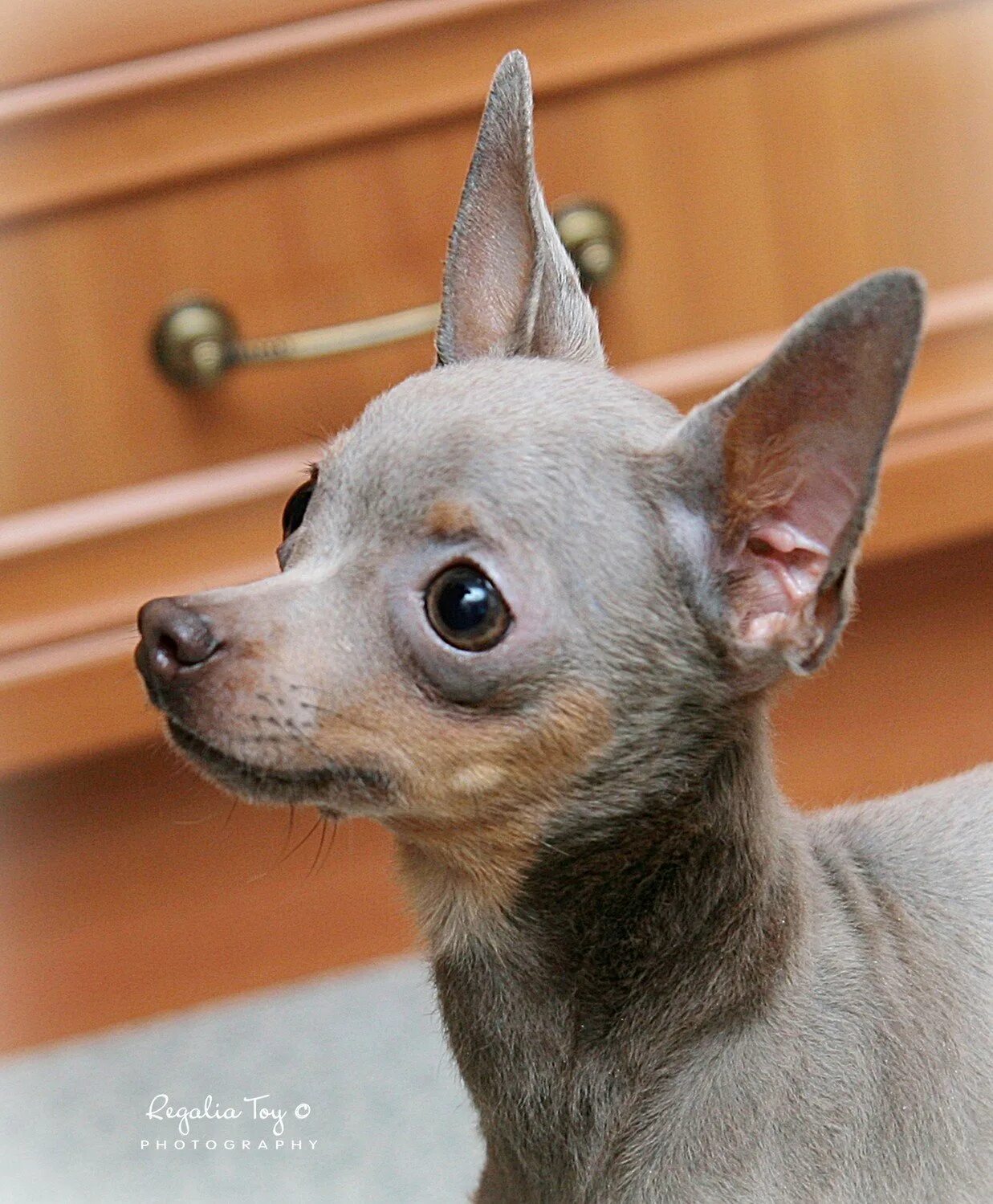 Русский той терьер гладкошерстный стандарт. Той терьер голубо подпалый. Той терьер соболиный окрас. Тойтерьеры черно подпалый. Русский той терьер подпалый.