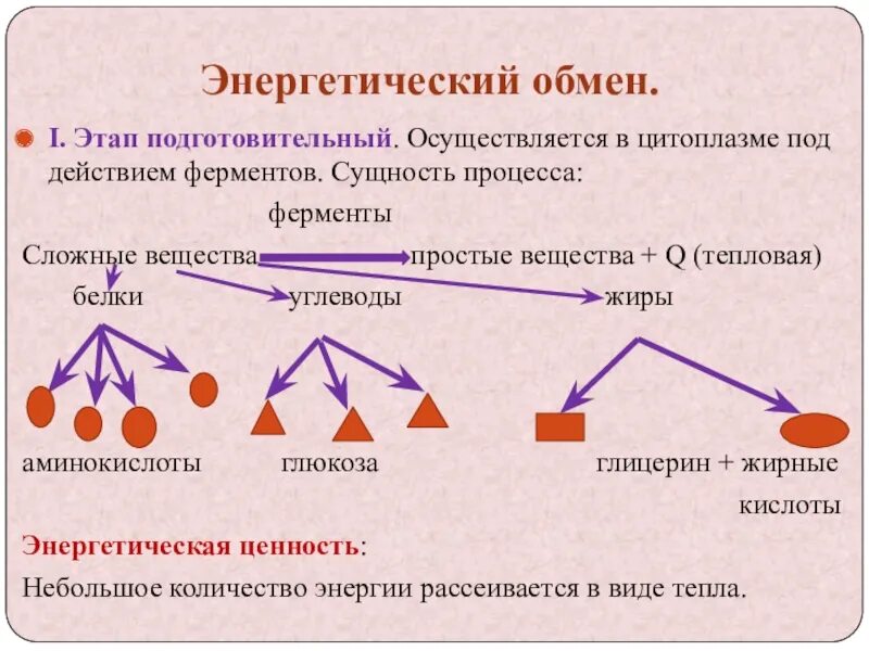 Обмен сума. Схема процессов энергетического обмена. 1 Этап подготовительный энергетического обмена. Подготовительная фаза энергетического обмена. Этапы энергия обмена веществ схема.