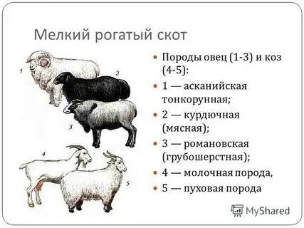 Какое животное относится к мелкому рогатому скоту
