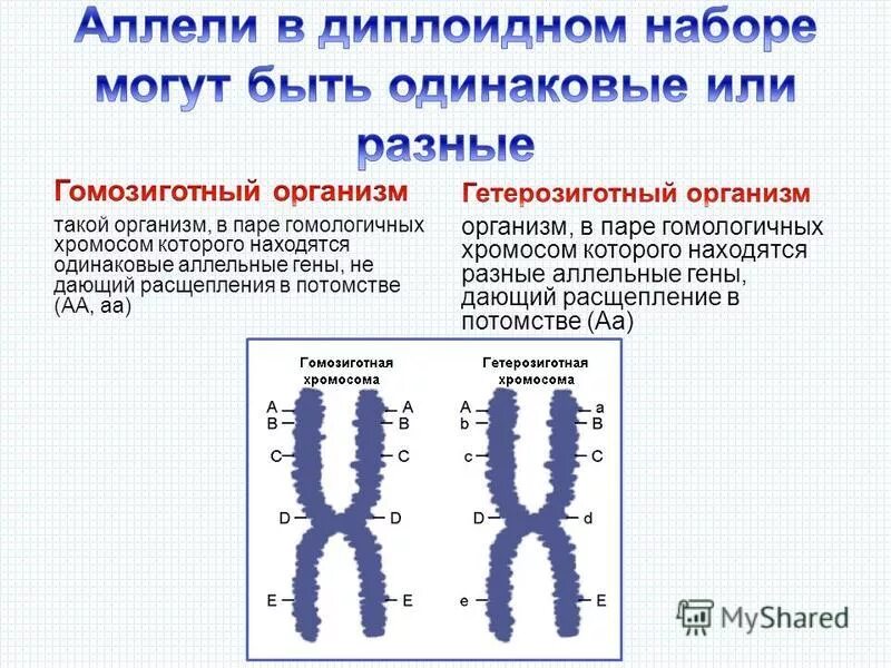 В у хромосоме находится ген