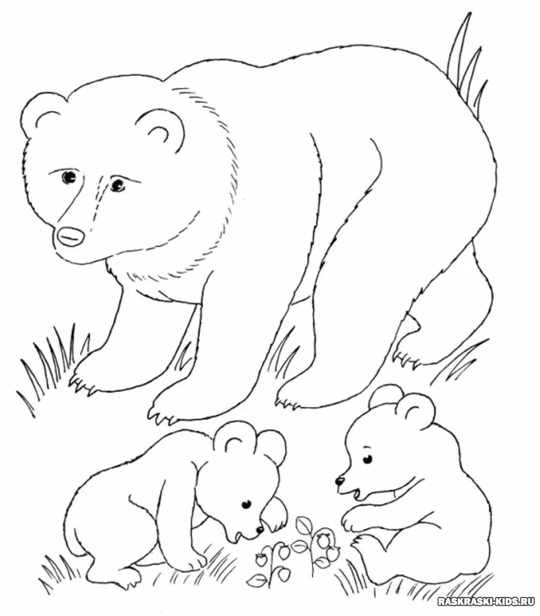 Животные группами раскраски. Раскраски животных для детей. Медведь раскраска. Раскраска "Дикие животные". Лесные животные раскраска для детей.