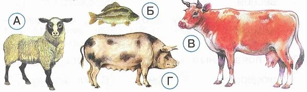 тест по окружающему миру животноводство. презентация на тему животноводство 3 класс. вопросы на тему животноводство. тесты 3 класс животноводство. тесты 3 класс животноводство.