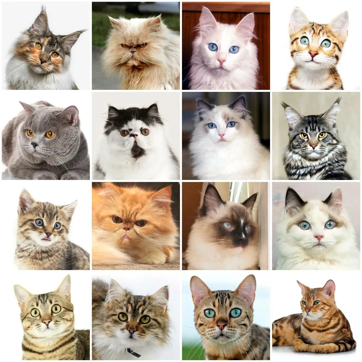 What Breeds Of Cats Live The Longest? - Two Crazy Cat Ladies Cat breeds chart, C