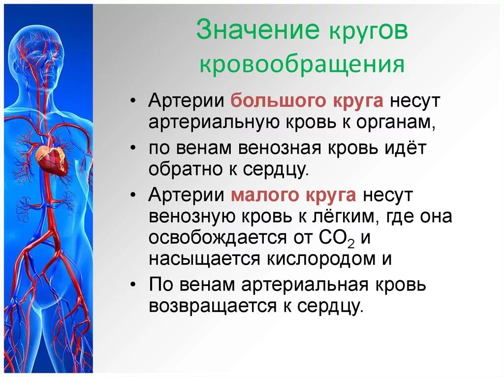 Регулируют кровообращение. Значение большого круга кровообращения. Значение малого круга кровообращения. Значение большого и малого кругов кровообращения. Важность кровообращения.