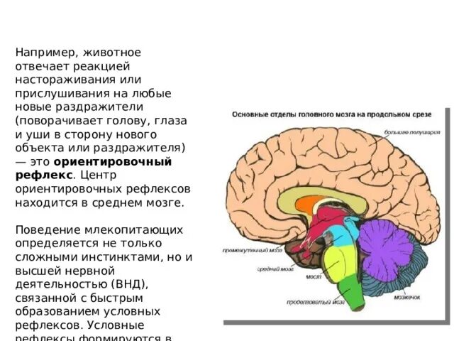 Ориентировочный рефлекс. Центр ориентировочного рефлекса. Какой отдел отвечает за Ориентировочный рефлекс. Где находится центр ориентировочных рефлексов.