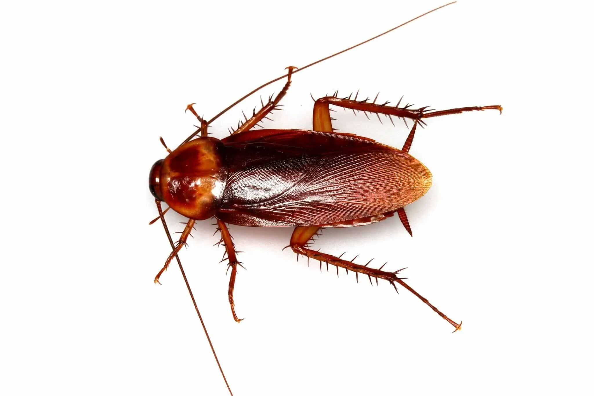 Cucaracha