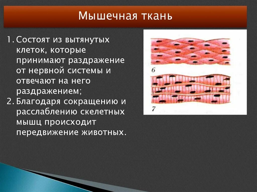 Мышечная ткань характеризуется. Расположение клеток мышечной ткани. Строение клетки мышечной ткани. Особенности строения мышечной ткани. Мышечная ткань строение и функции.