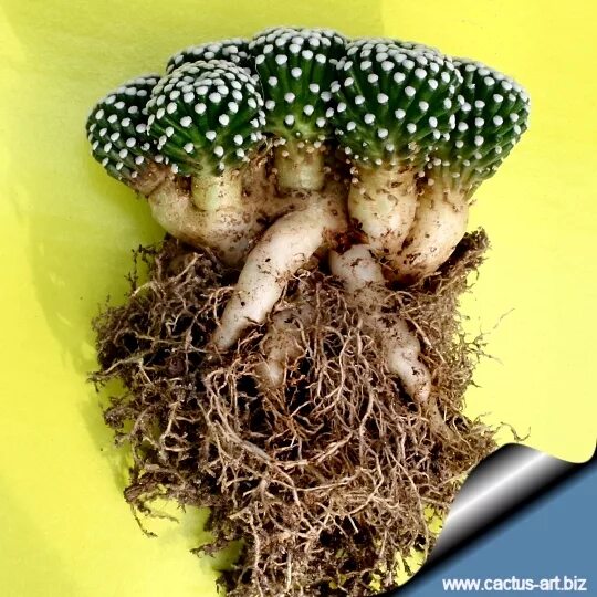 Корни кактуса. Маммиллярия кактус корни. mammillaria luethyi. корневище кактуса. корневая система кактуса.