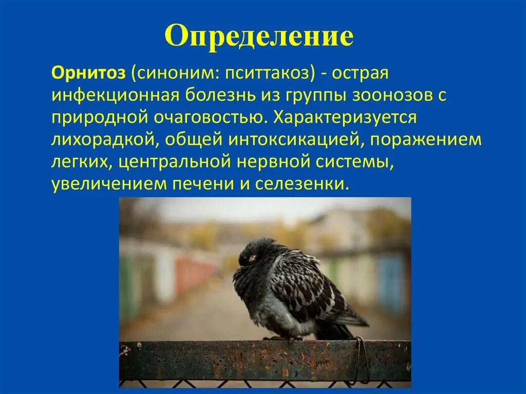 Орнитоз у человека лечение. Орнитоз характеризуется. Орнитоз возбудитель болезни. Хламидиоз (орнитоз/пситтакоз птиц).