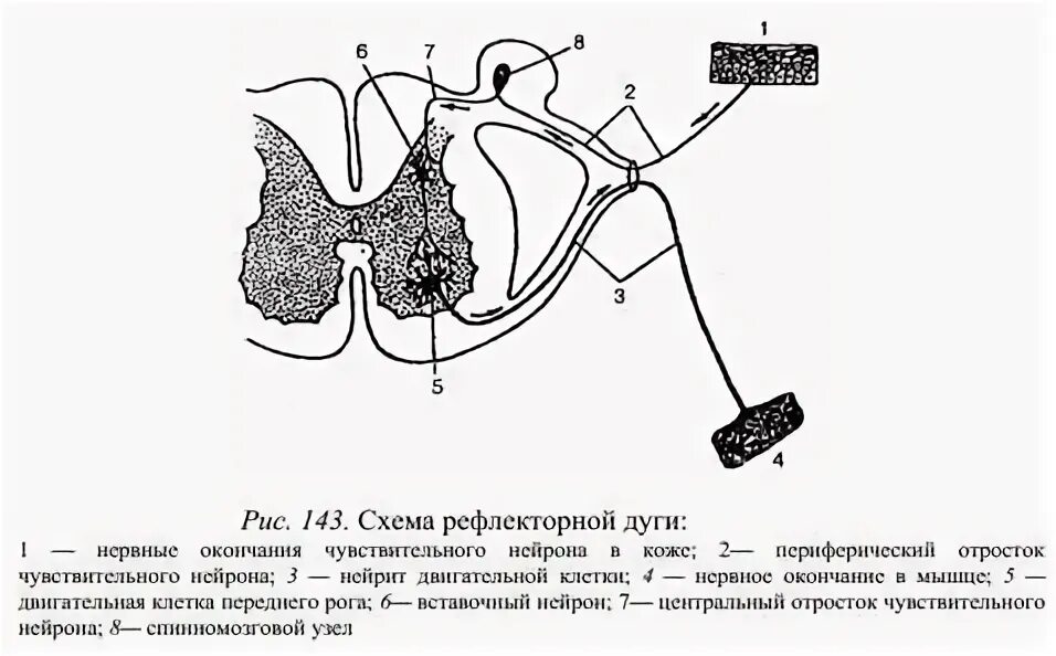 Изобразить схему рефлекторной дуги. Схема рефлекторной дуги безусловного рефлекса. Схема рефлекторной дуги слюноотделительного рефлекса. Дуга безусловного рефлекса схема. Рефлекс схема рефлекторной дуги.