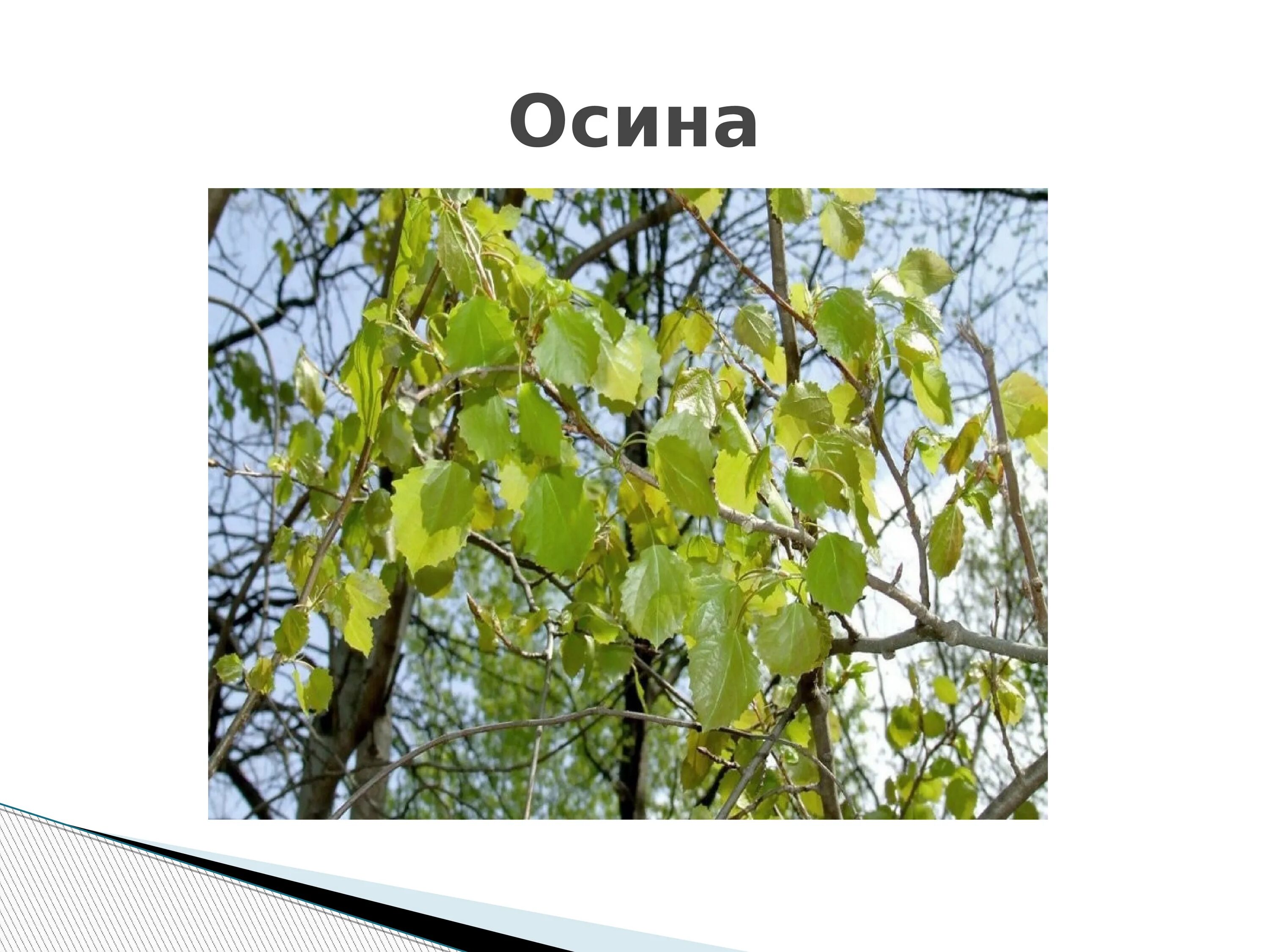 Осина обыкновенная. Тополь дрожащий осина. Осина куст. Осина Сибирская. Осина в какой природной зоне