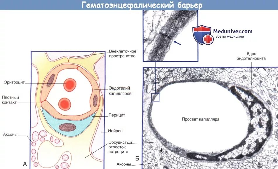 Барьеры гистология. Схема строения гематоэнцефалического барьера гистология. гематоофтальмический барьер схема. гематоликворный барьер строение. схема строения гематоликворного барьера гистология.