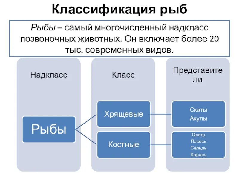 Классификация рыб. Систематика рыб. Современная систематика рыб. Надкласс рыбы классификация. Классификация рыб класс