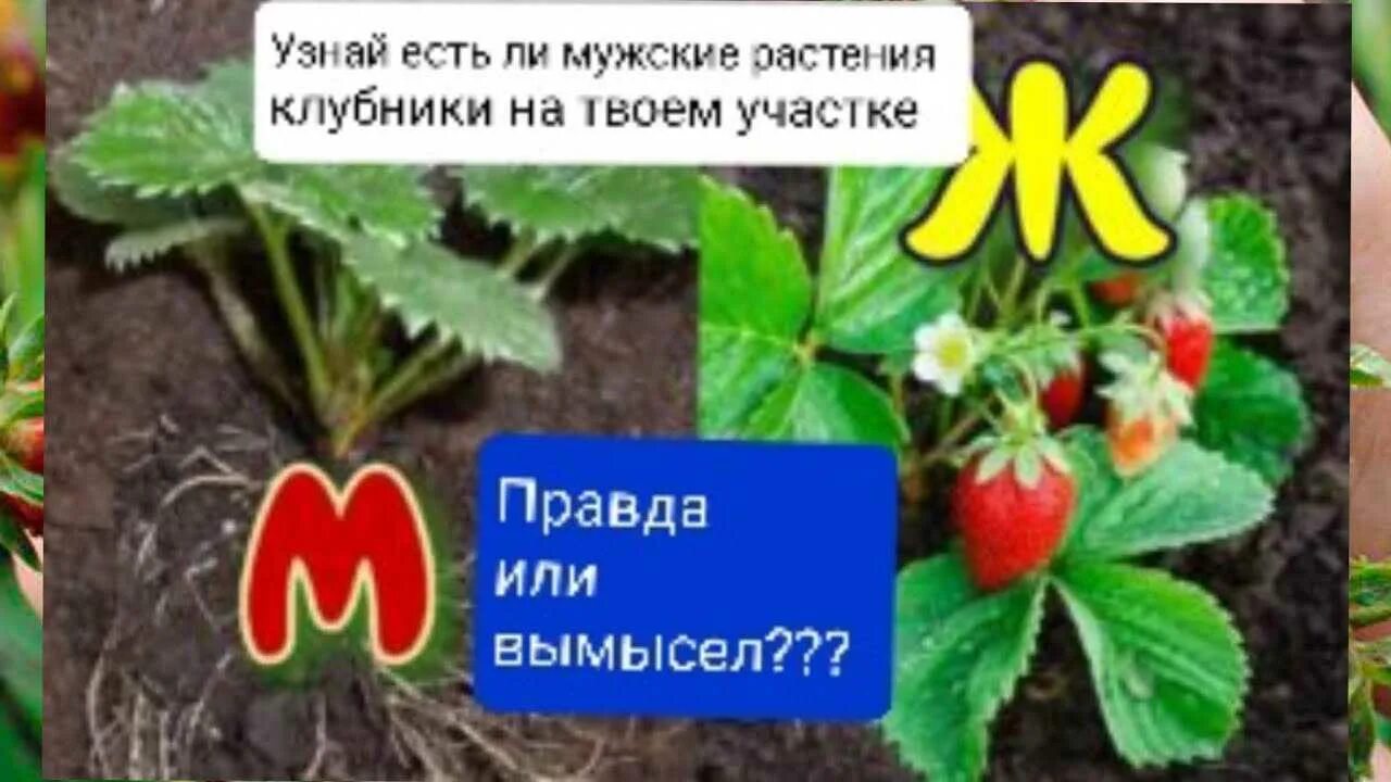 Как отличить клубнику. Мужские кусты клубники. Мужские и женские кусты клубники. Бывают ли мужские кусты у клубники. Мужские и женские кусты клубники как отличить.