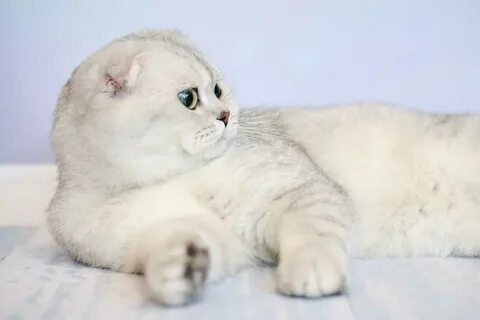 Заводчики шотландских кошек